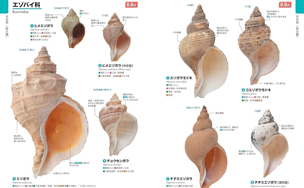 貝殻いろいろ 611DkOk19BL._AC_SY200_QL15_.jpg