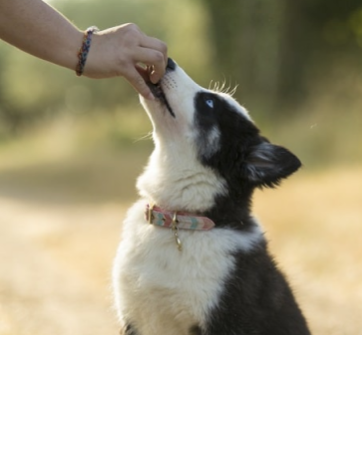chews for dogs