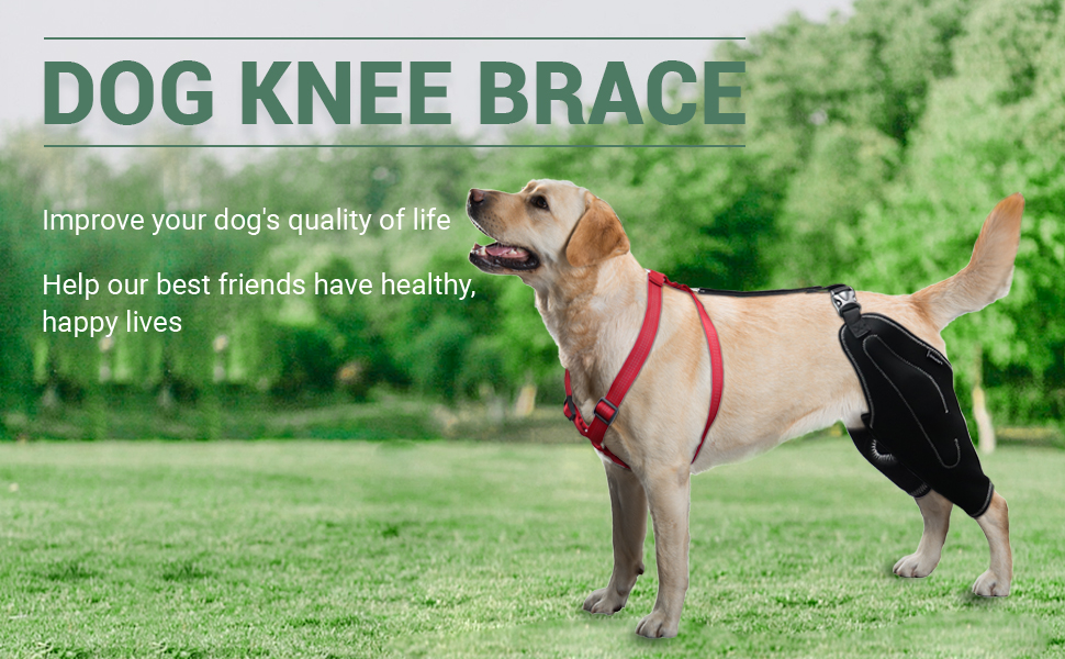 LISPOO Dog Acl Knee Brace for Torn Acl Hind Leg,Luxating