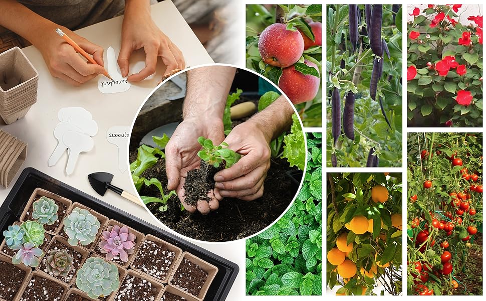 seed starter tray