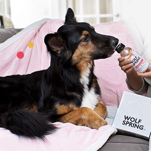 happy healthy adult dog drinking multivitamin water for skin coat and joint support