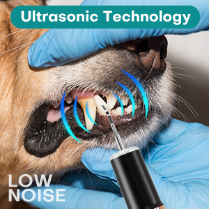 dog teeth cleaning