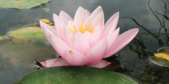 Safe for fish, pets, birds, and other aquatic life.