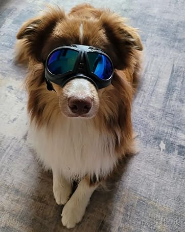Pet goggles