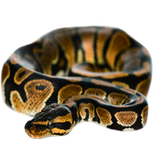ball python