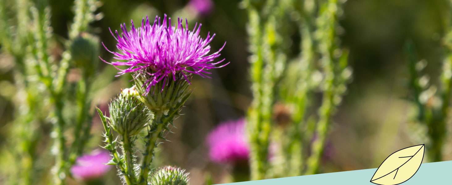 Milk thistle - Alpi Nature