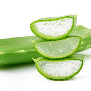 aloe vera treatment sunburns minor cuts gel-like aloe plant benefits hair