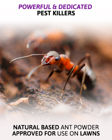 pest control long-lasting pest protection effective bug control 
