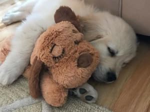 Snuggle Puppy Biscuit Lifestyle Dog Sleeping