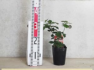 Amazon.co.jp: ブラックベリーの苗木 トリプルクラウン 12cm