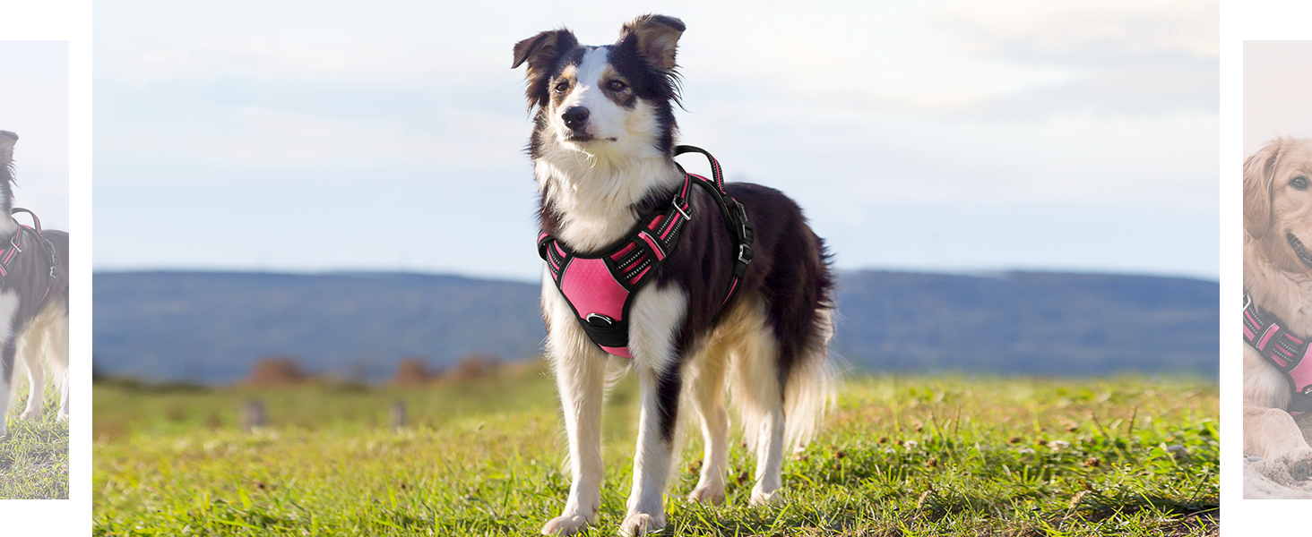 dog harness