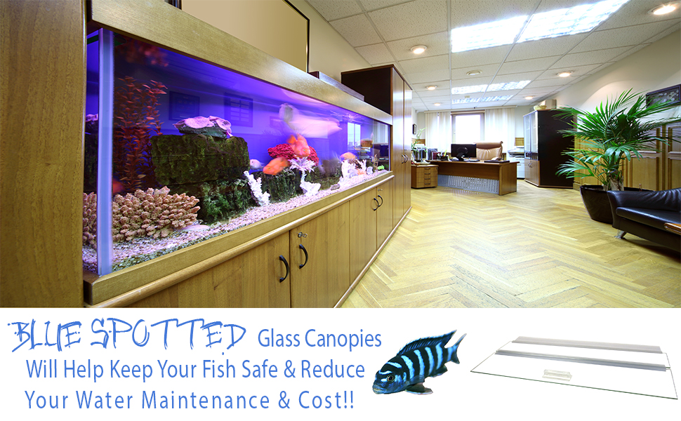 Blue Spotted Aquarium Glass Canopies for Rimless Aquariums (Aquarium Size, 12"x12