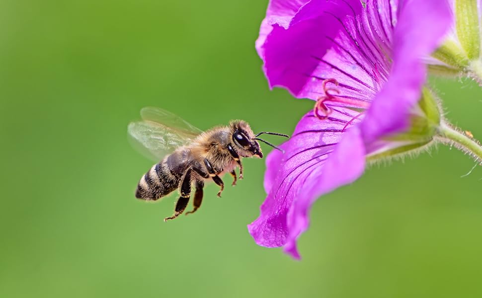 Biene auf lila Blume vor verschwommenem Hintergrund