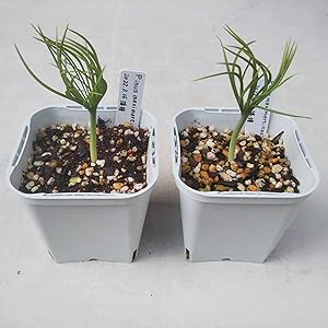 1月入荷 100粒+ マルチネスピニョンマツ 種 種子 証明書あり2807 1月入荷 100粒+ マルチネスピニョンマツ 種 種子 証明書あり2807 1月