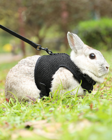 rabbit harness