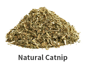 catnip