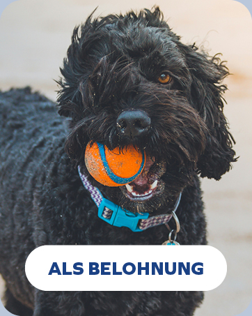 Nahaufnahme eines schwarzen, struppigen Hundes mit einem orangefarbenen Ball im Maul. Der Hund trägt ein blaues Halsband mit Karomuster und hat einen verspielten Gesichtsausdruck.