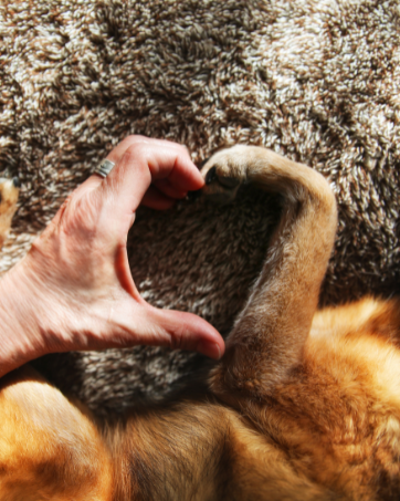 You Buy, We Donate; Dog and Human Making Heart with Hand and Paw