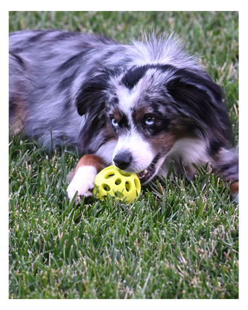 huff n puff green ball stuff fetch catch dog laying in grass chewing aussie mini play time