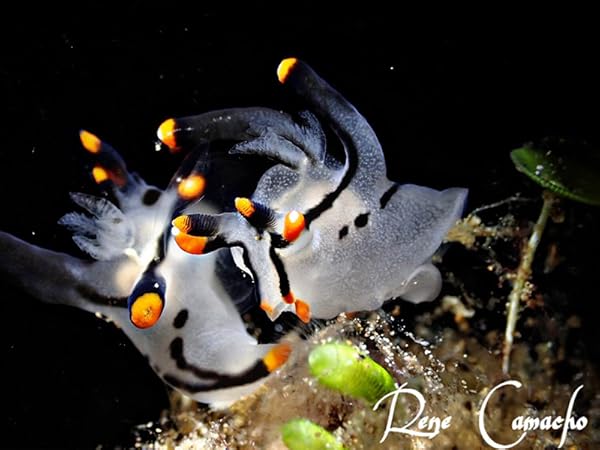 OrcaTorch D710V Professional Underwater Video Light 