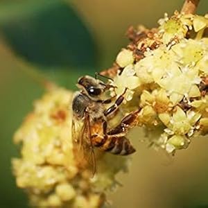 Miel de Sidr Maliky du Maroc 