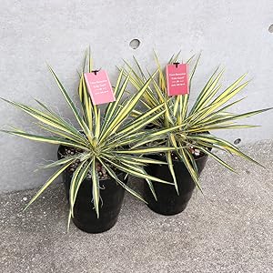 Amazon.co.jp: ITANSE ユッカ カラーガード 7号 1個売り