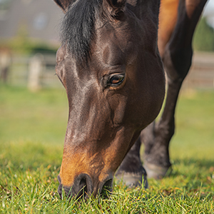 ein Pferd, das auf einem Feld weidet