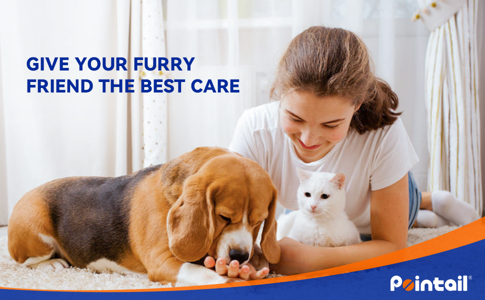 hot spot treatment for dog dog hot spot remedy anti itch for dogs dog hot spot treatment for dogs