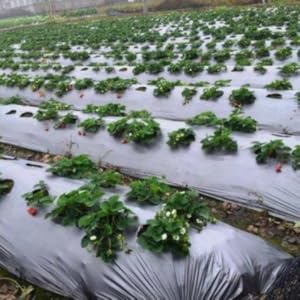 Mulching Sheet 