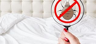 bed with bed bugs