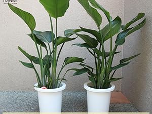 観葉植物 ストレリチア オーガスタ Amazon.co.jp: 