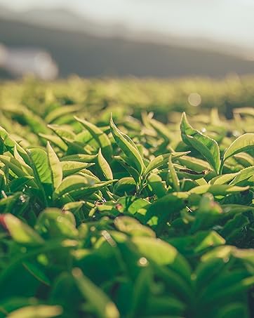 ashwagandha hibiscus organic rose unsmoked yerba mate tea matcha green latte turmeric ginger