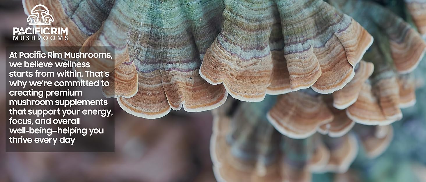 chaga turkey tail lions mane cordyceps reishi mushrooms medicinal