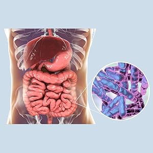 Illustration of human digestive system with living probilotics in lower GI tract