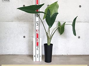 アロカシア　２点セット アロカシア - tree tree ～おしゃれな観葉植物 通販/interior