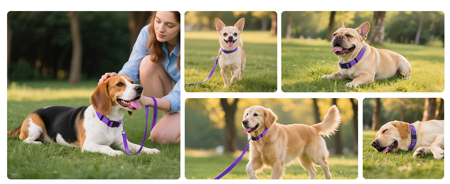 medium size dog collar