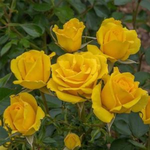 Small manufacture image 5