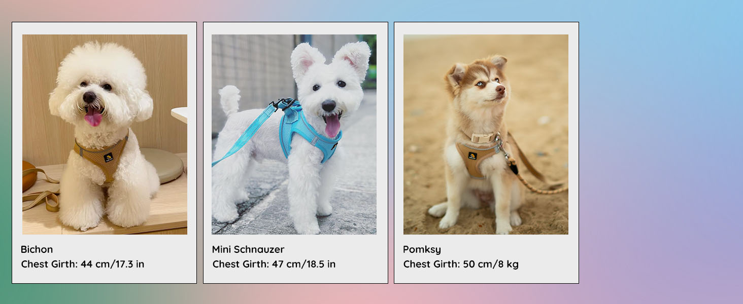 Three side-by-side dog portraits showing a white Bichon Frise, a white West Highland Terrier in a blue outfit, and a tan Shiba Inu.