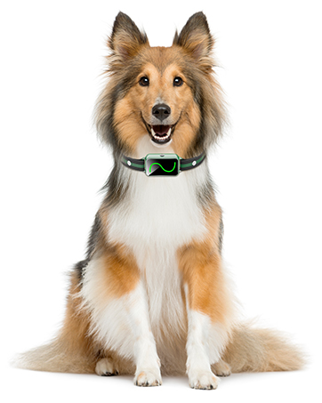 shock collar