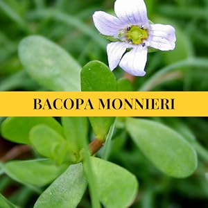 bacopa monnieri