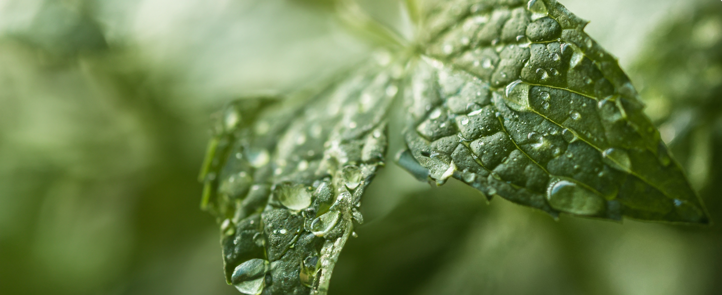 pommade coiffante sapiens parfum naturel mentholé