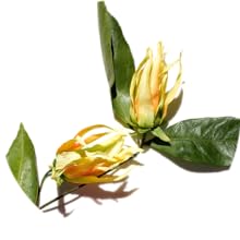 YLANG YLANG