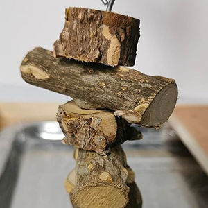 bird playground cockatiel