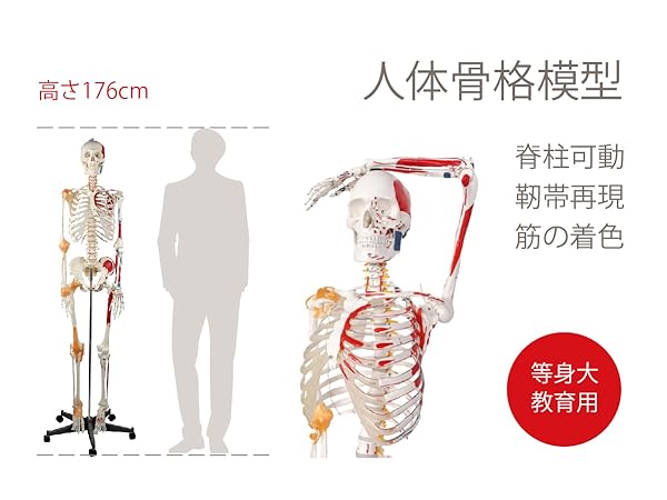 Amazon.co.jp: Kurflo 人体骨格模型 教育用 【176cm】 等身大