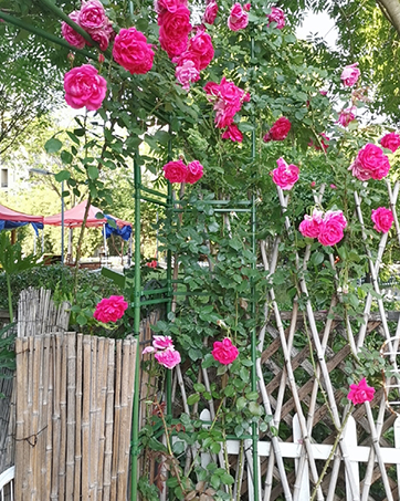 tomato-stakes