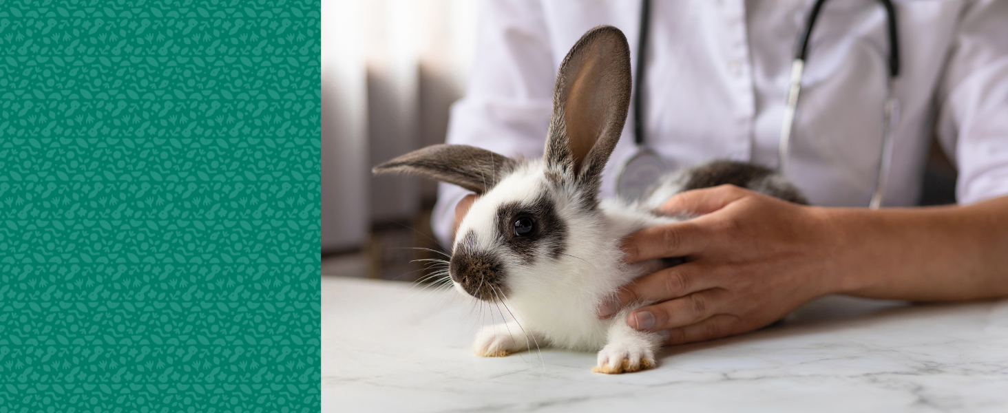 Oxbow Essentials Adult Rabbit Feed, rabbit food, small animal enrichment, feed for adult rabbits