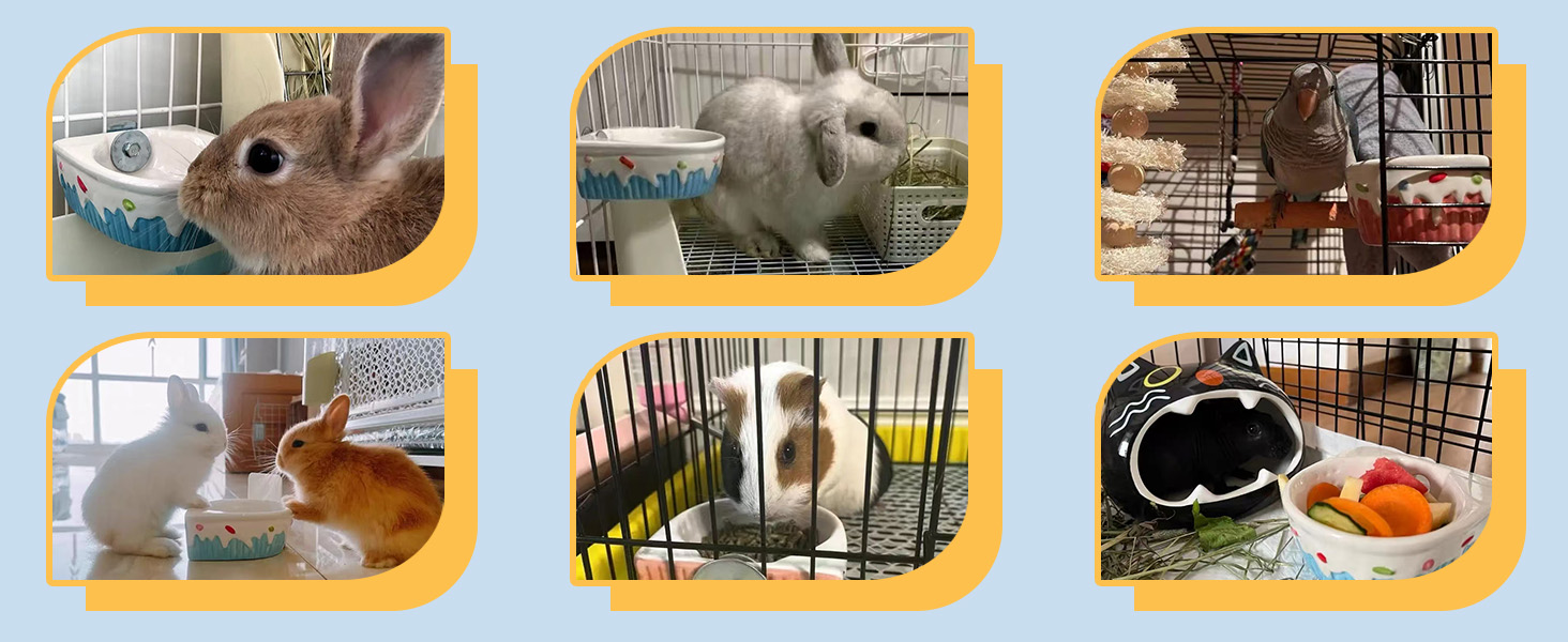 bunny food and water bowl