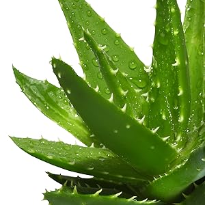 Aloe Vera Extrakt