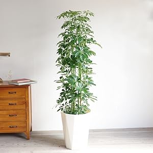【B級品/大型観葉植物】シャープな葉姿が可愛い♪シェフレラ（カポック）10号鉢 B級品/大型観葉植物】シャープな葉姿が可愛い♪シェフレラ