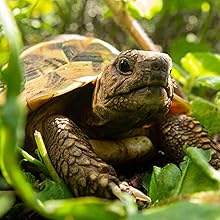 tortoise